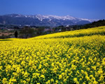 野沢菜の菜の花畑